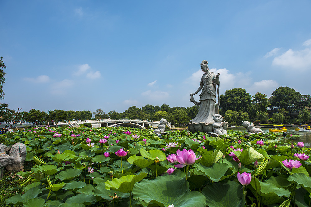 南京旅行社品质排名四季特色-玄武湖泛舟赏荷