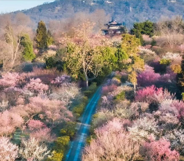 南京旅游方案,南京春季赏花地图