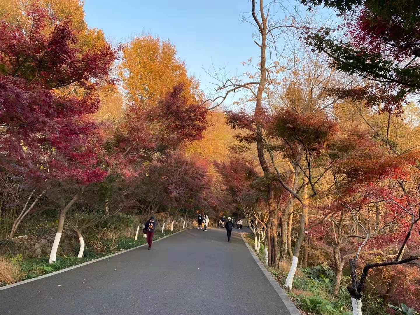  南京旅游方案,推荐适合欣赏秋季美景的地方