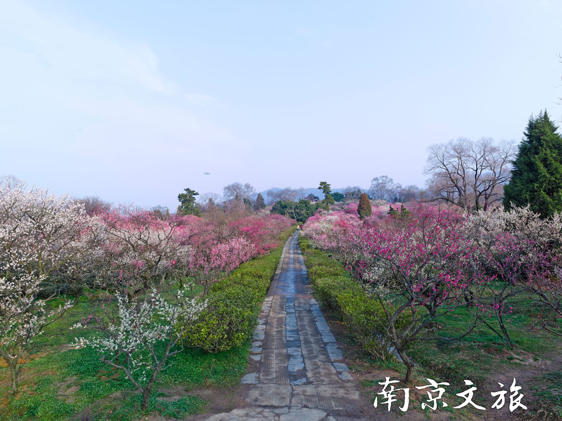  南京地接旅游景点,南京网红赏梅圣地