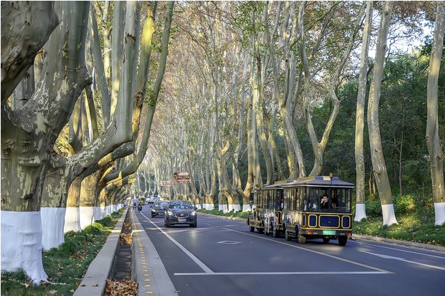  南京地接旅游景点,梧桐大道