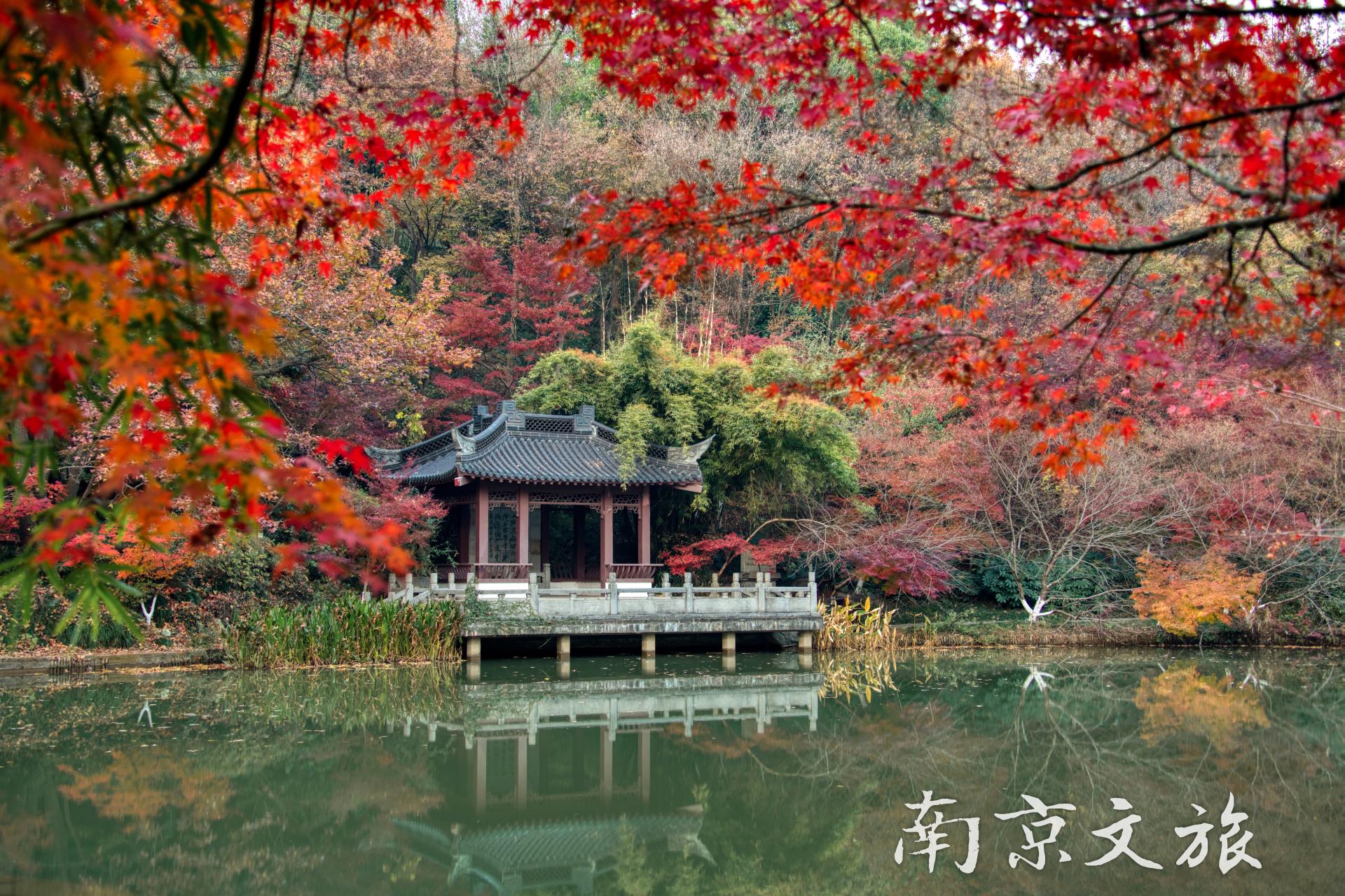  华东地接旅行社,华东各城市赏枫圣地
